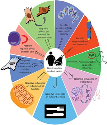 Obesity May Accelerate the Aging Process